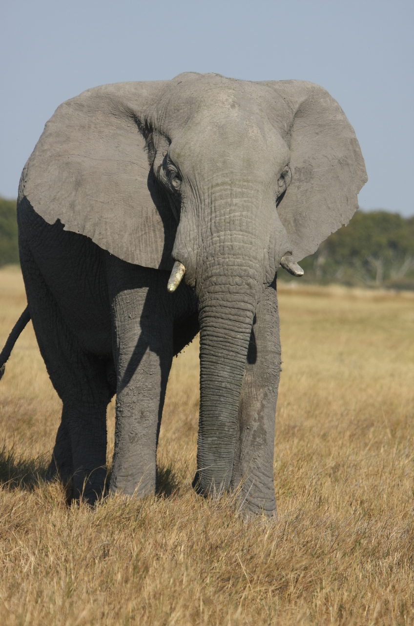 [24934] 2016_06_30_10_01_05_Africa_Canon_EOS_40D_IMG__11855.jpg