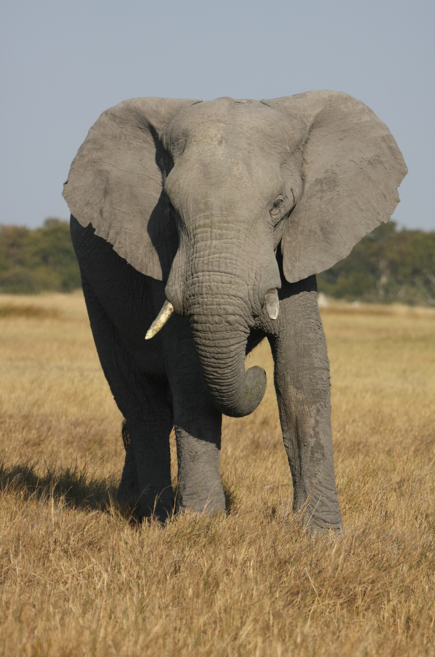 [24937] 2016_06_30_10_01_14_Africa_Canon_EOS_40D_IMG__00685.jpg