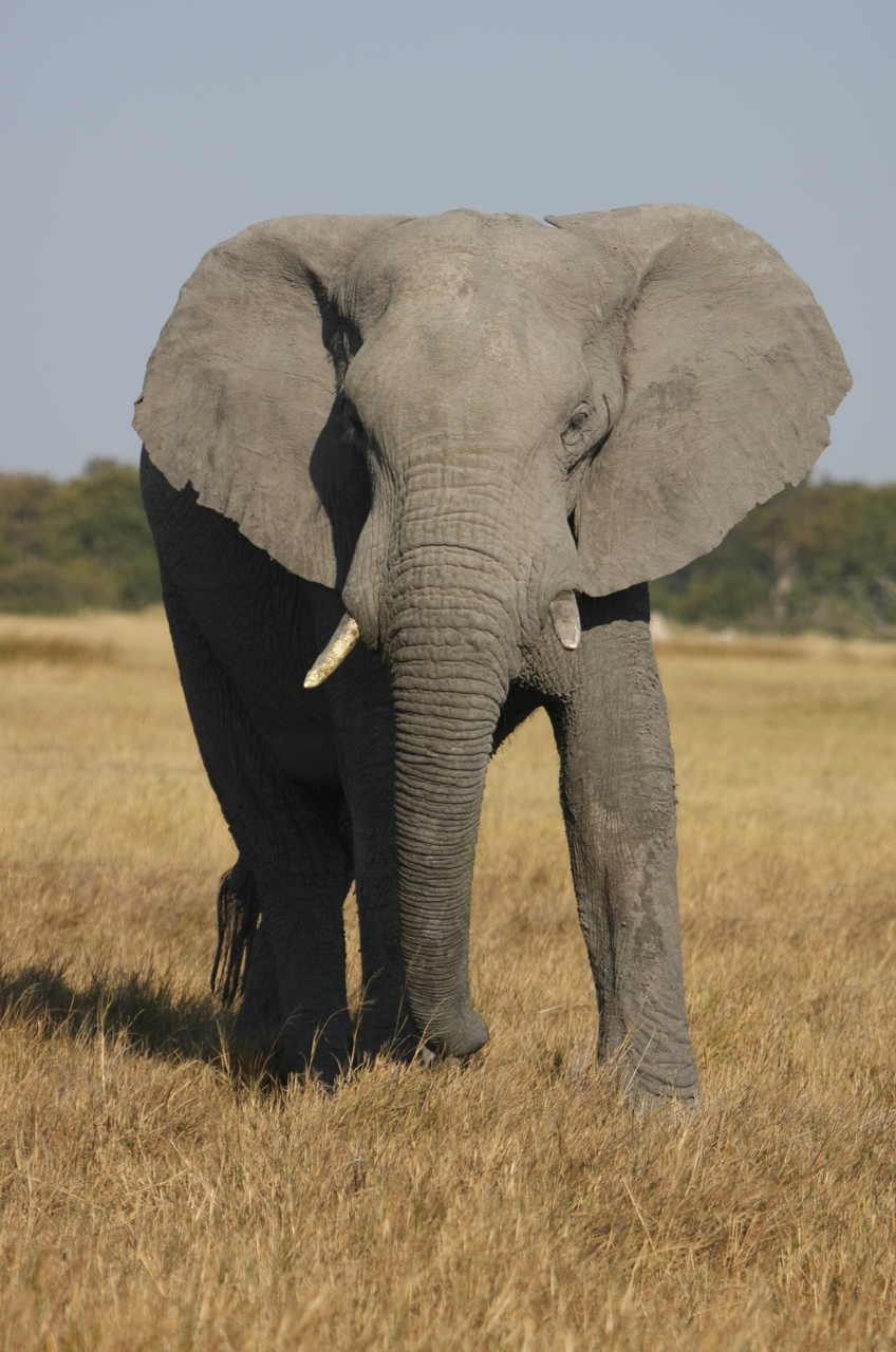 [24942] 2016_06_30_10_01_14_Africa_Canon_EOS_40D_IMG__11857.jpg