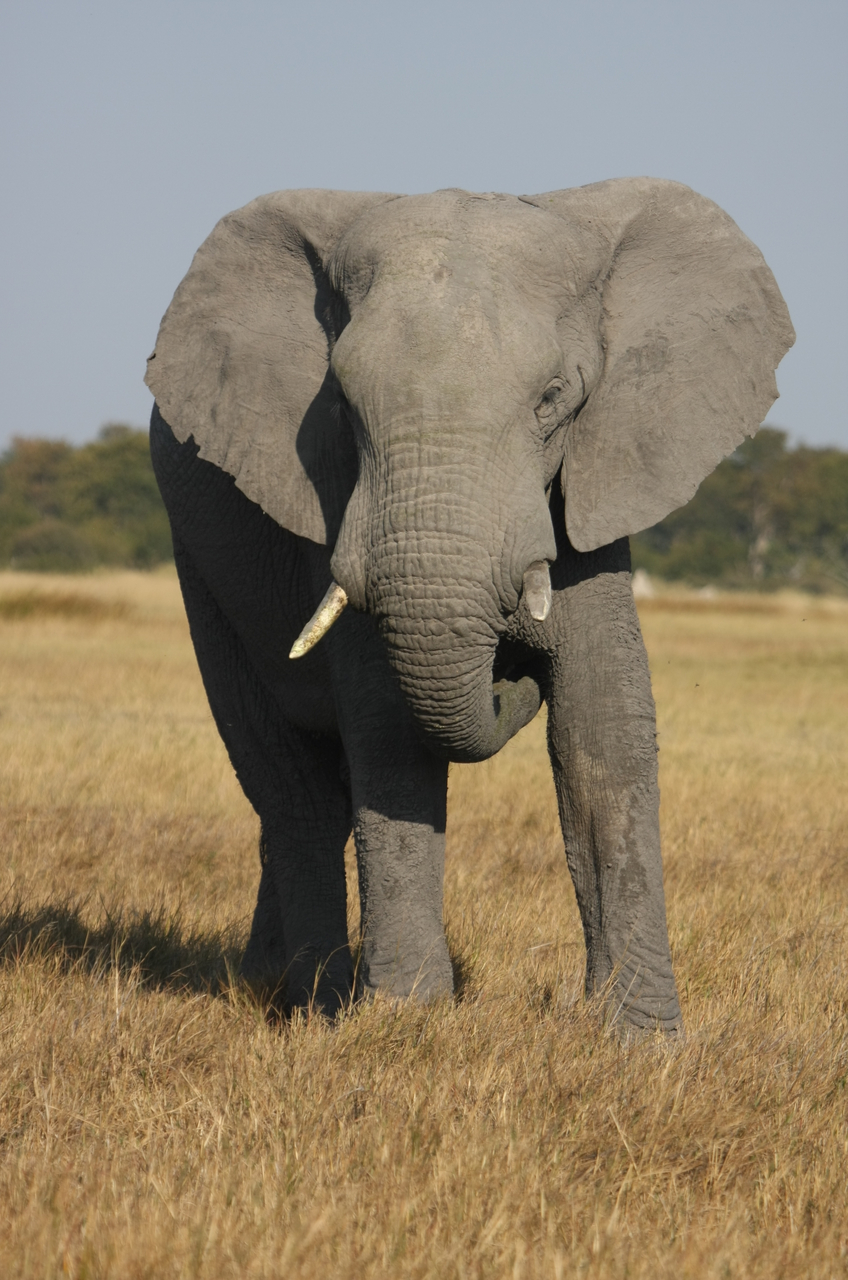 [24946] 2016_06_30_10_01_15_Africa_Canon_EOS_40D_IMG__04412.jpg