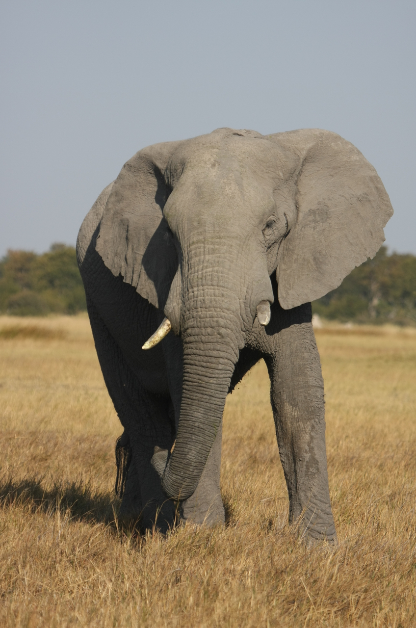 [24955] 2016_06_30_10_01_19_Africa_Canon_EOS_40D_IMG__04416.jpg