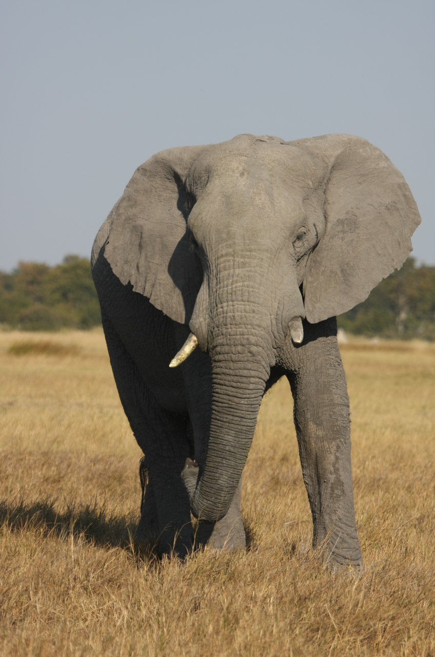 [24956] 2016_06_30_10_01_19_Africa_Canon_EOS_40D_IMG__11861.jpg