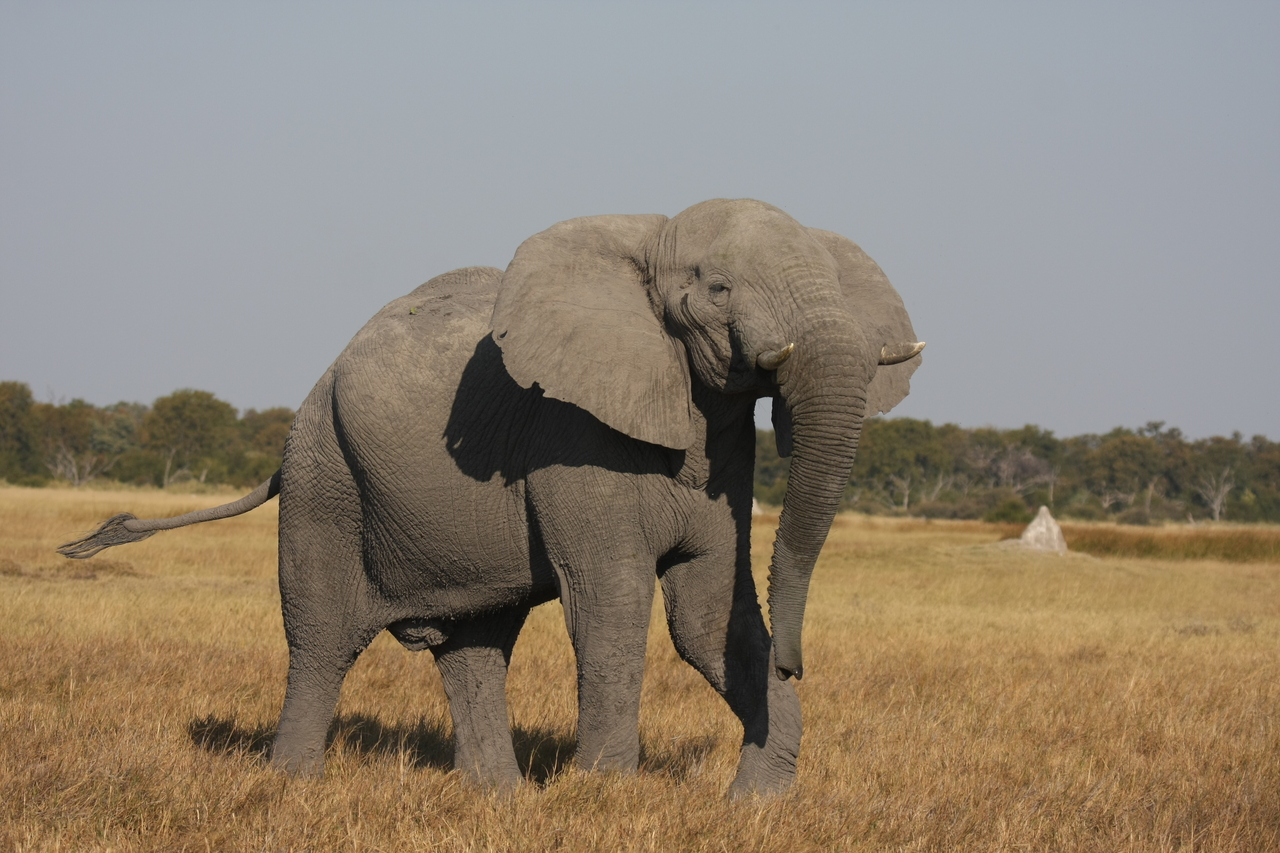 [24965] 2016_06_30_10_01_33_Africa_Canon_EOS_40D_IMG__04420.jpg