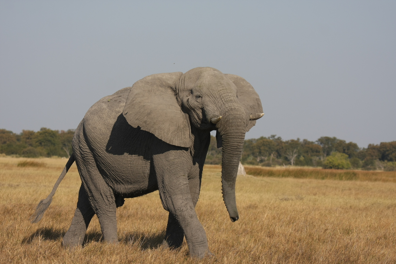 [24969] 2016_06_30_10_01_34_Africa_Canon_EOS_40D_IMG__04421.jpg