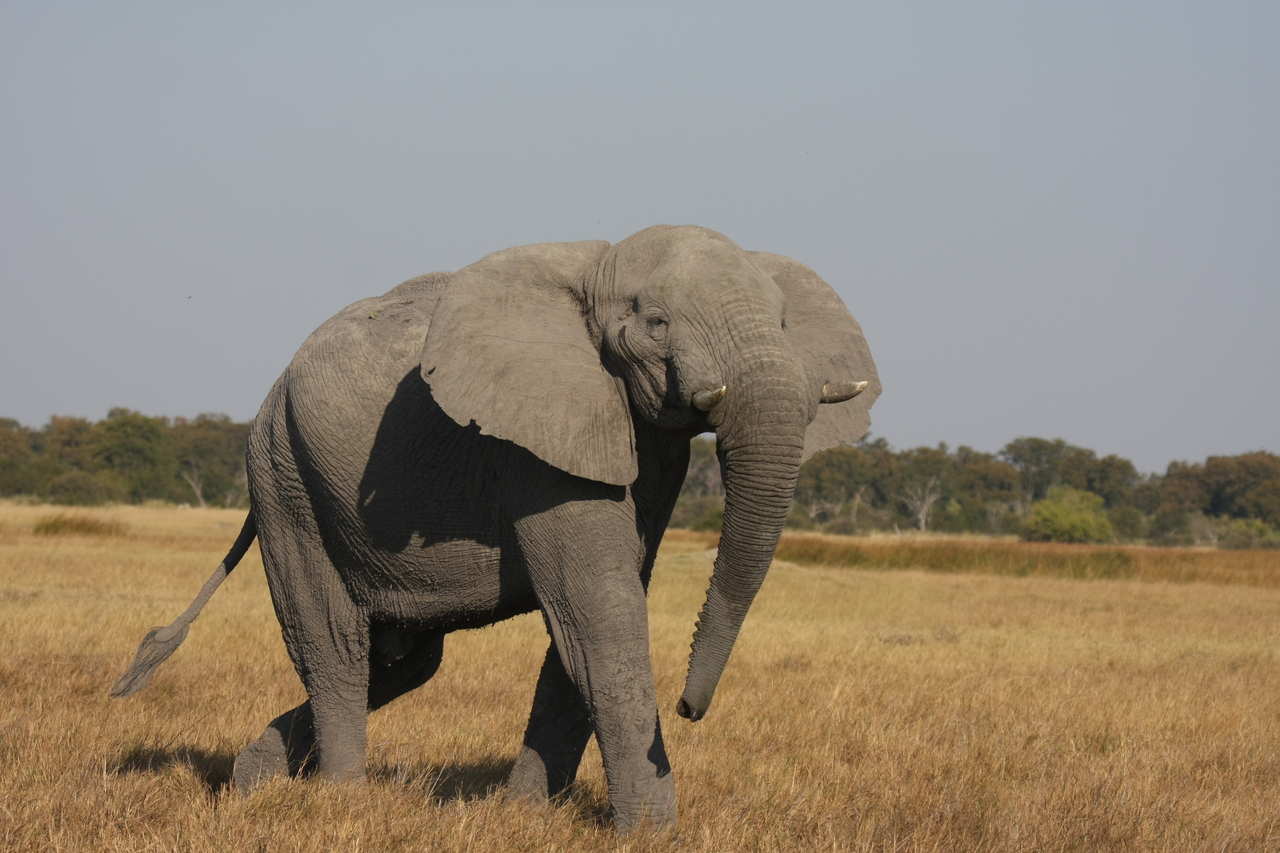 [24971] 2016_06_30_10_01_35_Africa_Canon_EOS_40D_IMG__00696.jpg