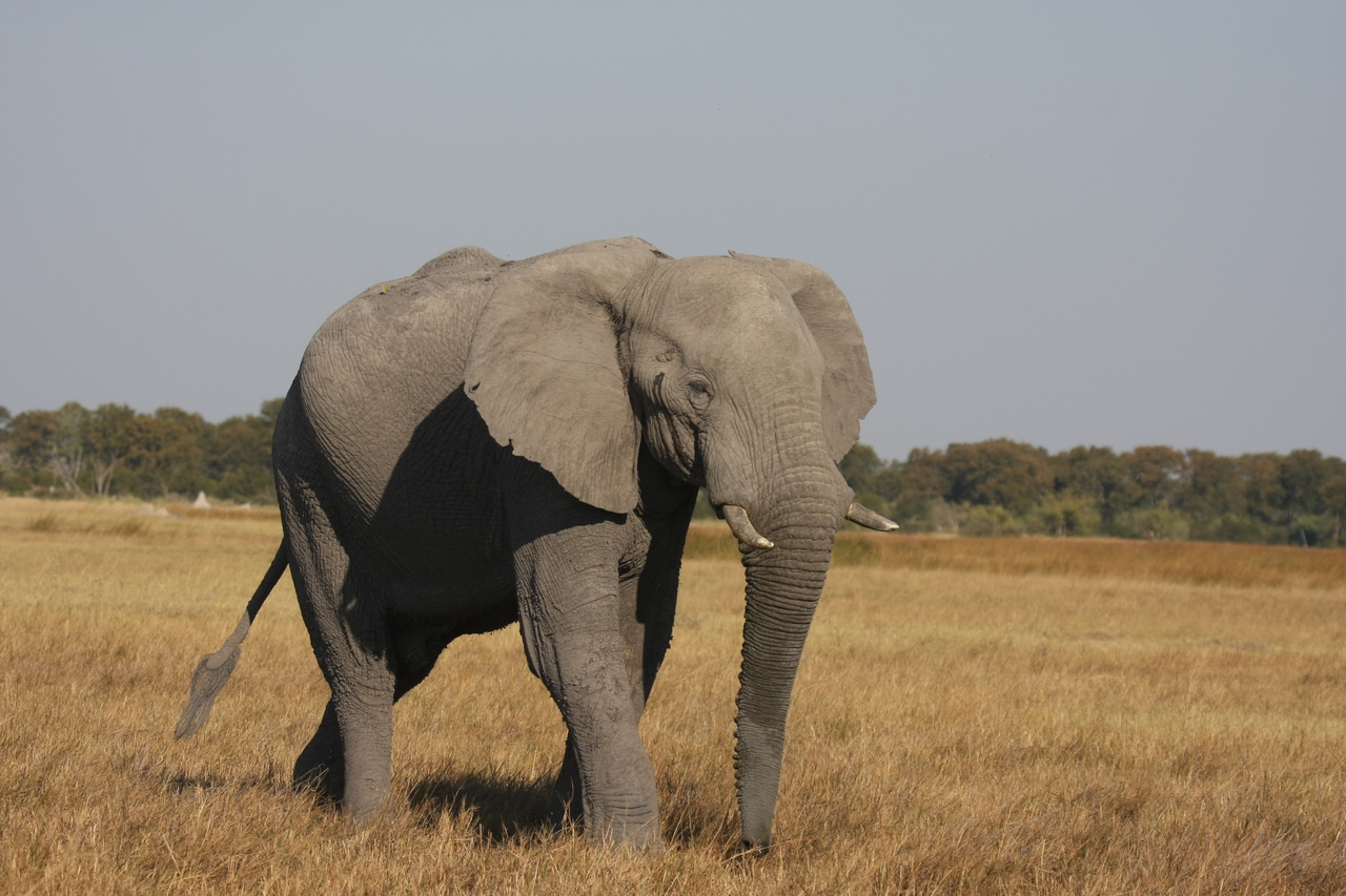 [24976] 2016_06_30_10_01_37_Africa_Canon_EOS_40D_IMG__04423.jpg