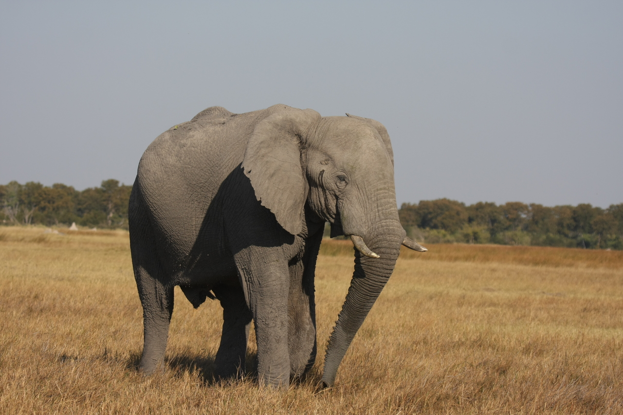 [24980] 2016_06_30_10_01_38_Africa_Canon_EOS_40D_IMG__00699.jpg