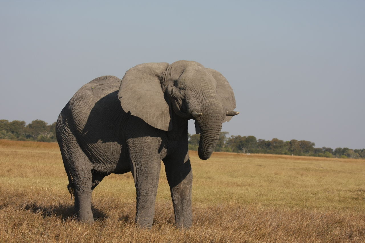 [25002] 2016_06_30_10_01_48_Africa_Canon_EOS_40D_IMG__04433.jpg