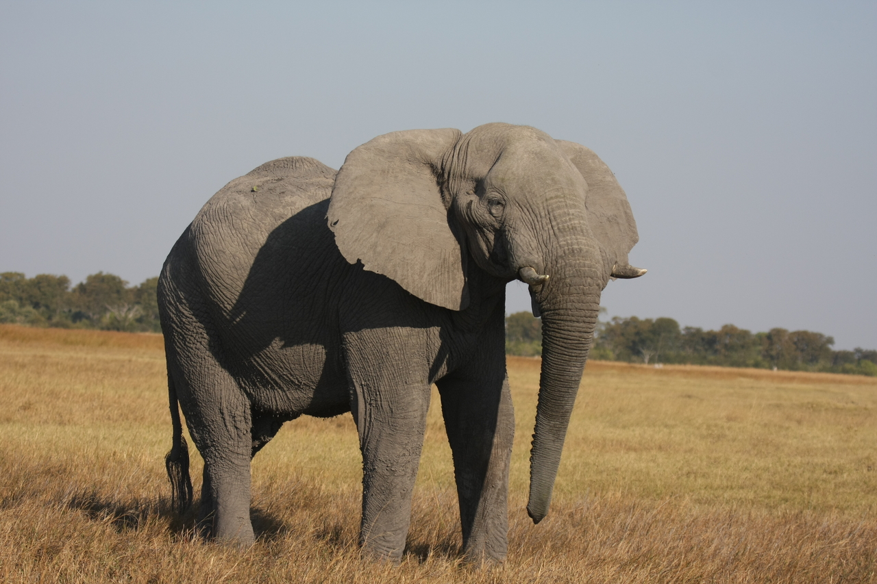 [25009] 2016_06_30_10_01_51_Africa_Canon_EOS_40D_IMG__04436.jpg