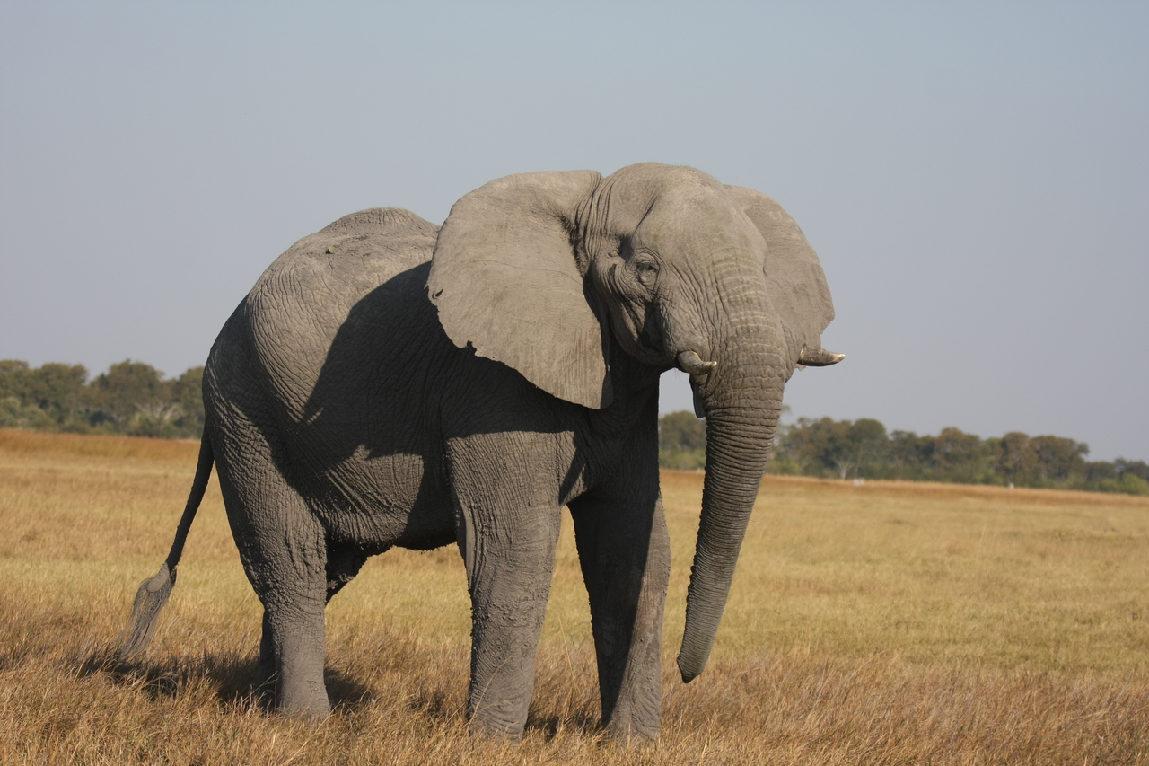 [25010] 2016_06_30_10_01_51_Africa_Canon_EOS_40D_IMG__11881.jpg