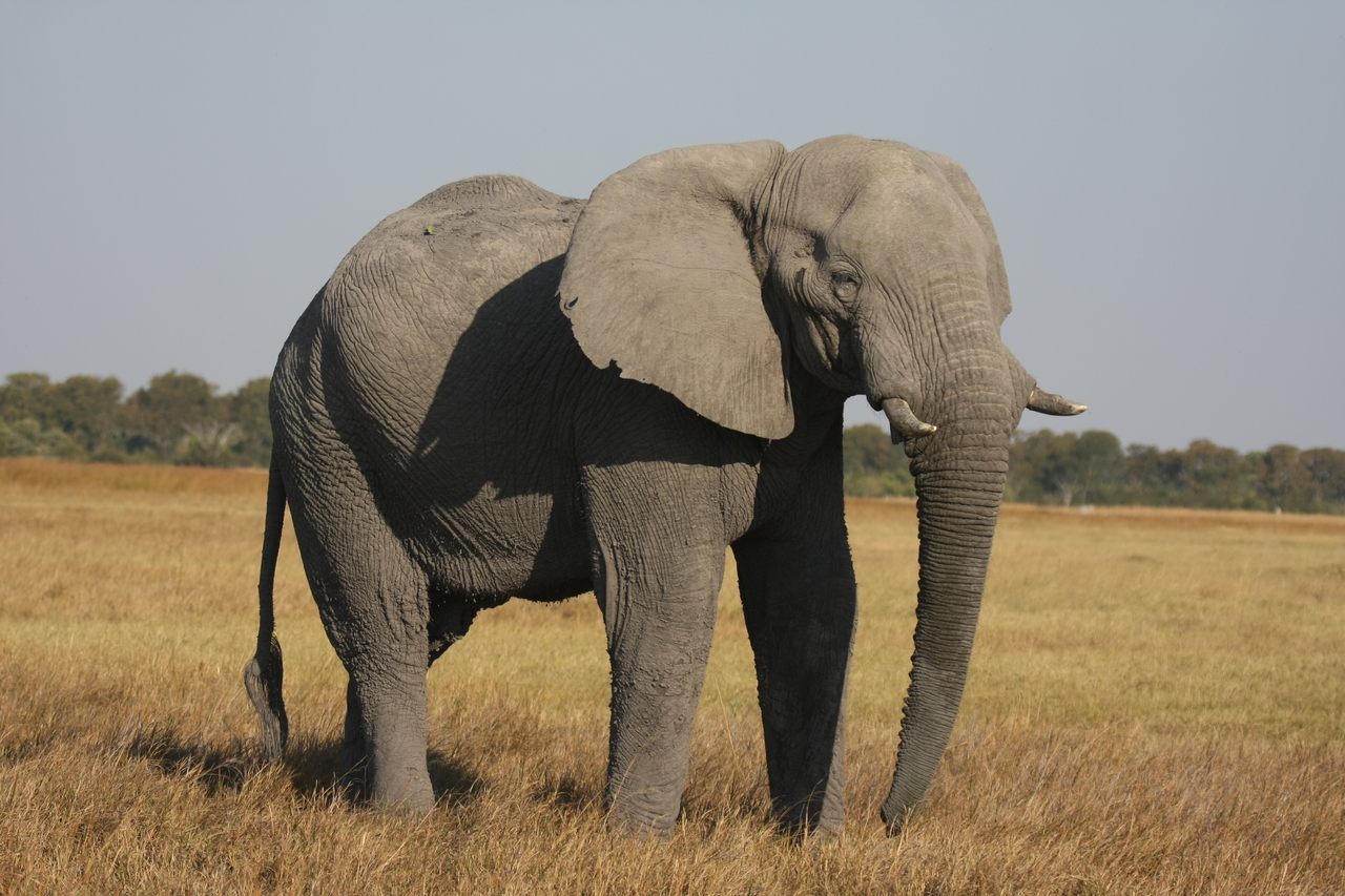 [25017] 2016_06_30_10_01_59_Africa_Canon_EOS_40D_IMG__00714.jpg