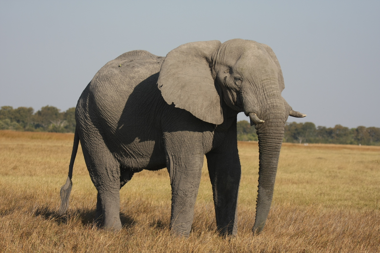 [25022] 2016_06_30_10_01_59_Africa_Canon_EOS_40D_IMG__11885.jpg