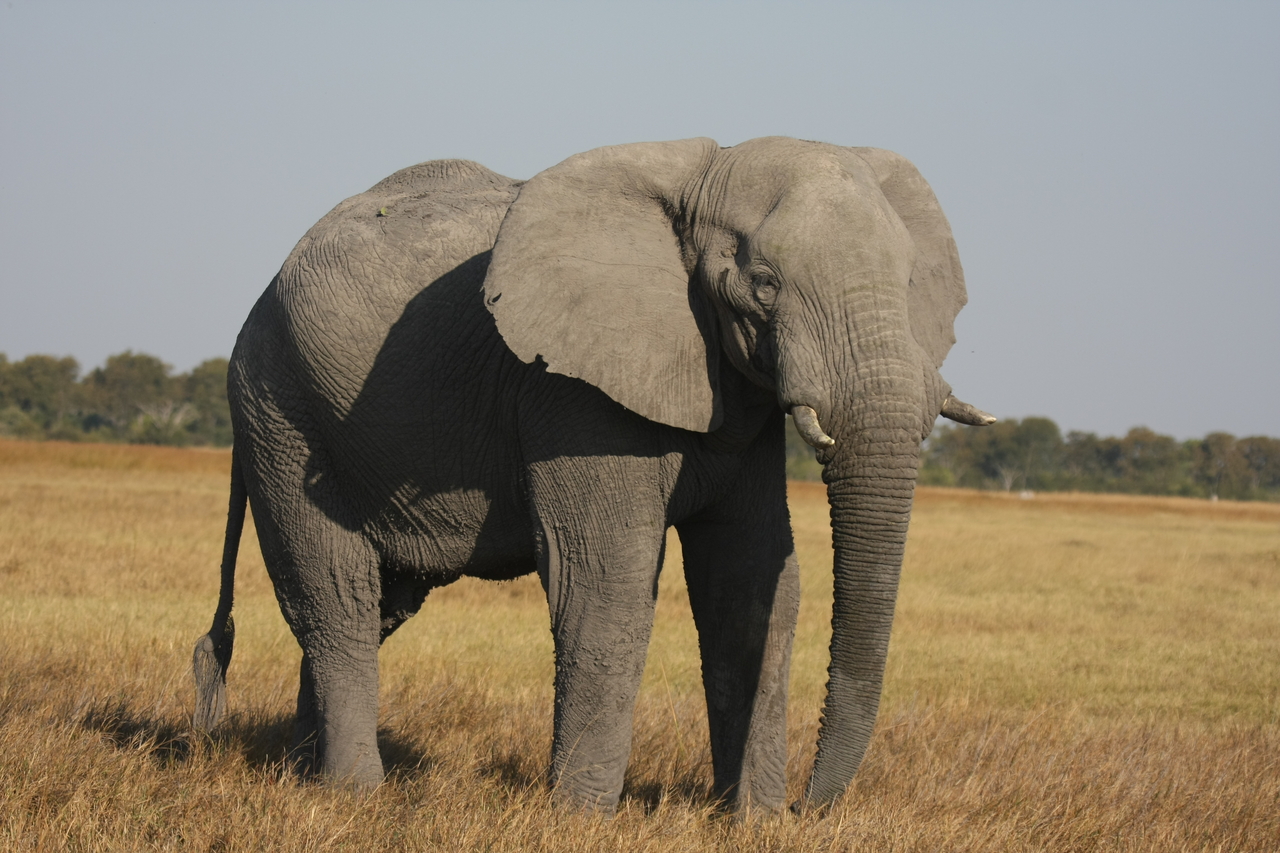 [25025] 2016_06_30_10_02_04_Africa_Canon_EOS_40D_IMG__00716.jpg