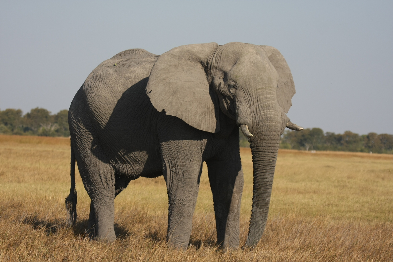 [25030] 2016_06_30_10_02_04_Africa_Canon_EOS_40D_IMG__11890.jpg