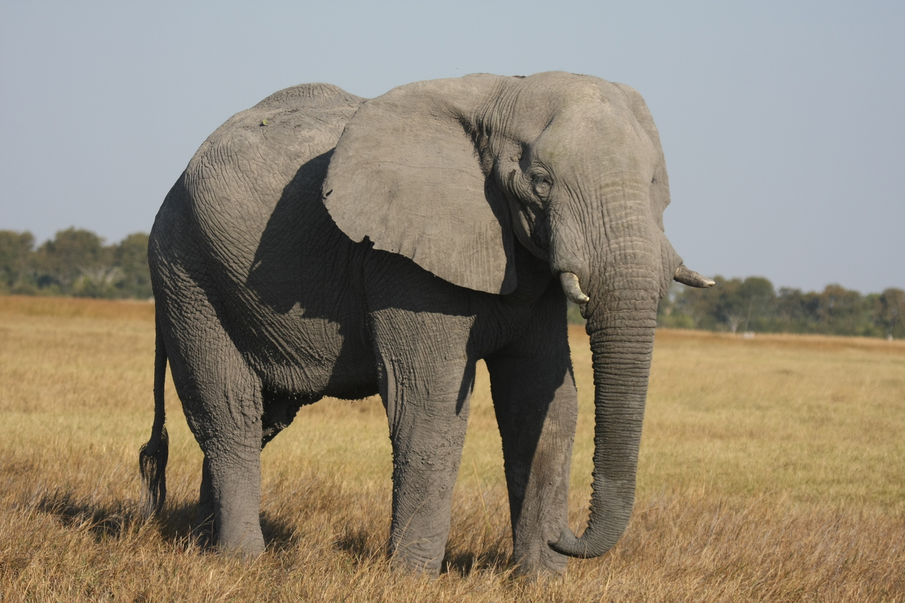 [25041] 2016_06_30_10_02_11_Africa_Canon_EOS_40D_IMG__00722.jpg