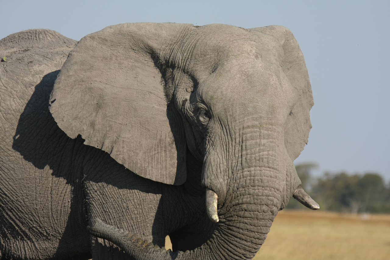 [25072] 2016_06_30_10_02_44_Africa_Canon_EOS_40D_IMG__00734.jpg