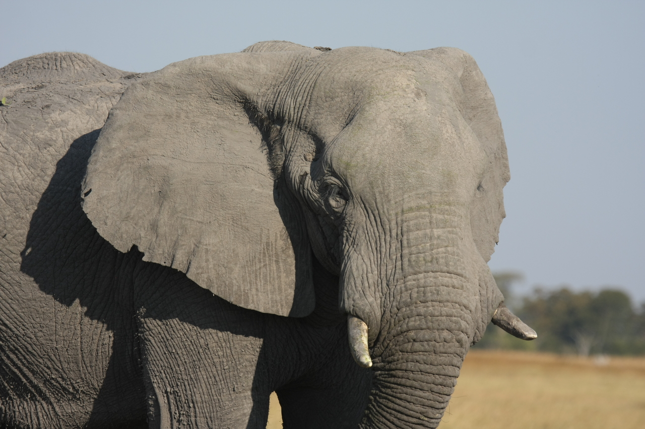 [25080] 2016_06_30_10_02_45_Africa_Canon_EOS_40D_IMG__00737.jpg