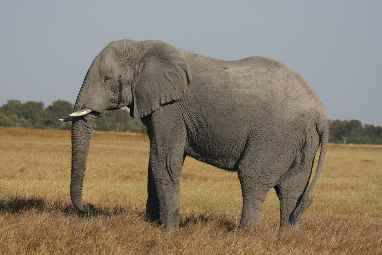 [25090] 2016_06_30_10_03_33_Africa_Canon_EOS_40D_IMG__00741.jpg