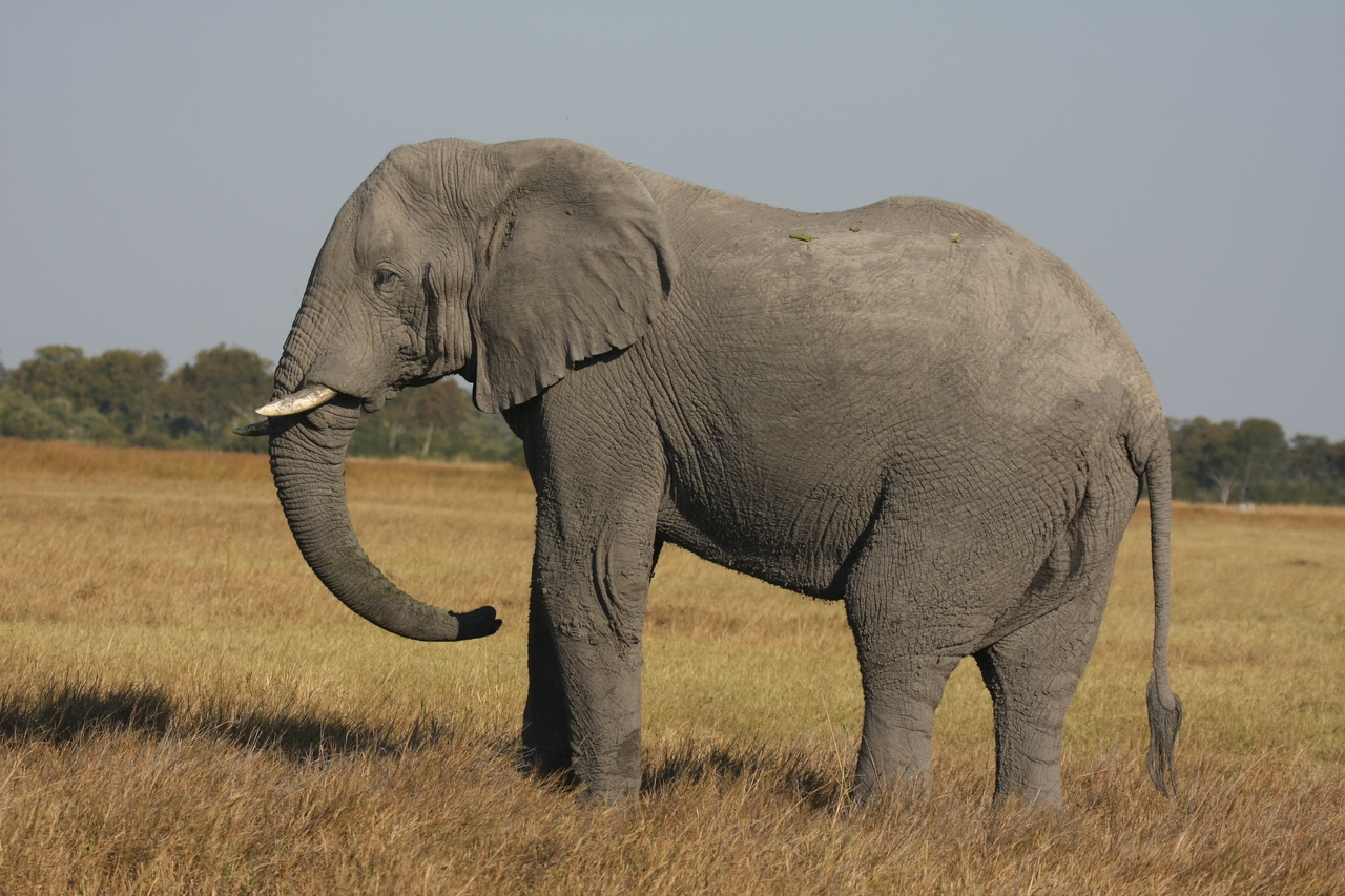 [25097] 2016_06_30_10_03_37_Africa_Canon_EOS_40D_IMG__00742.jpg