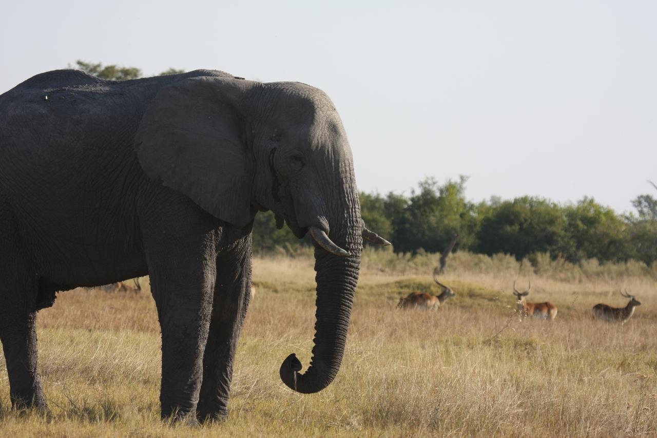 [25115] 2016_06_30_10_06_22_Africa_Canon_EOS_40D_IMG__00749.jpg