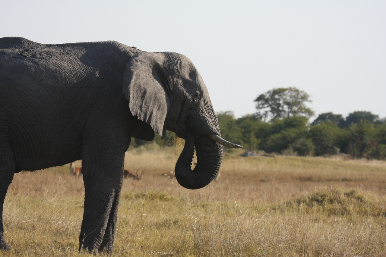 [25125] 2016_06_30_10_06_56_Africa_Canon_EOS_40D_IMG__11924.jpg