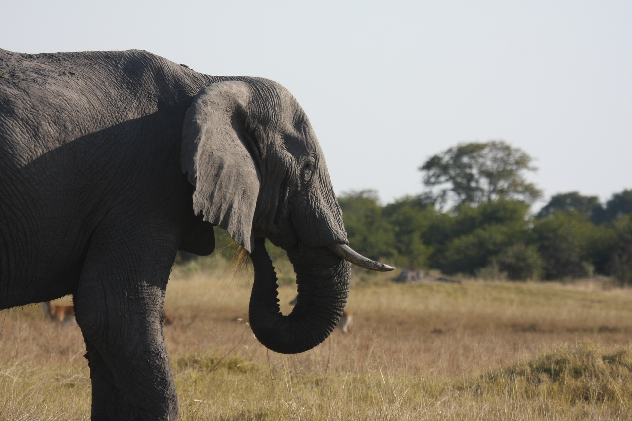 [25129] 2016_06_30_10_06_58_Africa_Canon_EOS_40D_IMG__00753.jpg