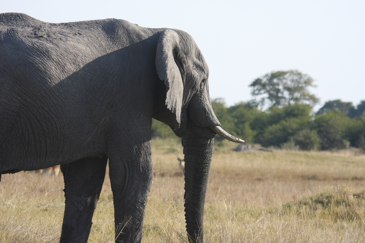 [25140] 2016_06_30_10_07_01_Africa_Canon_EOS_40D_IMG__00756.jpg