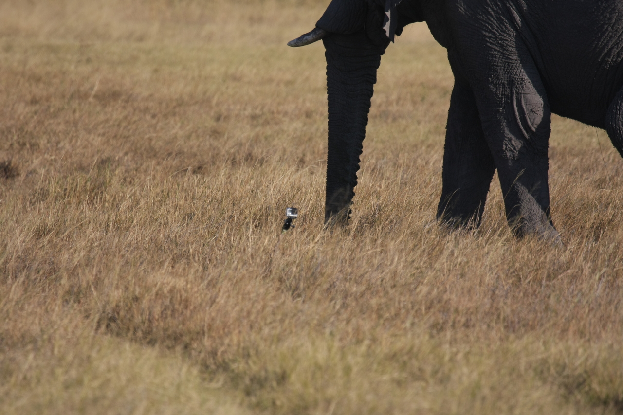 [25153] 2016_06_30_10_09_30_Africa_Canon_EOS_40D_IMG__11931.jpg