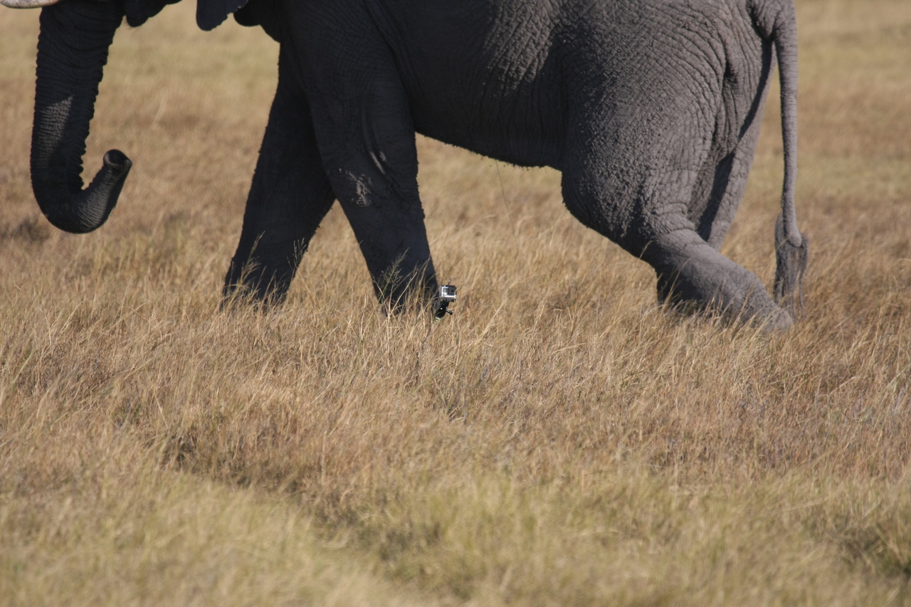 [25170] 2016_06_30_10_09_32_Africa_Canon_EOS_40D_IMG__04492.jpg