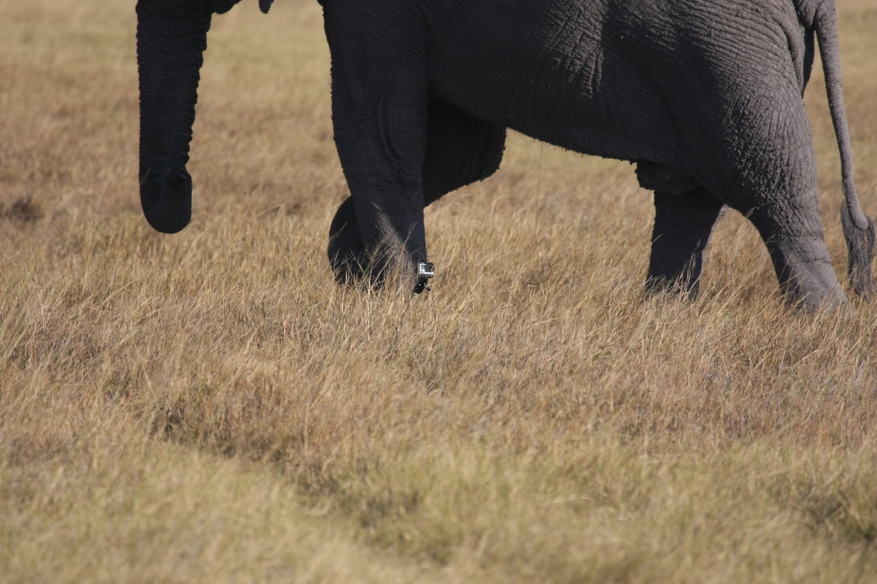 [25171] 2016_06_30_10_09_32_Africa_Canon_EOS_40D_IMG__11937.jpg