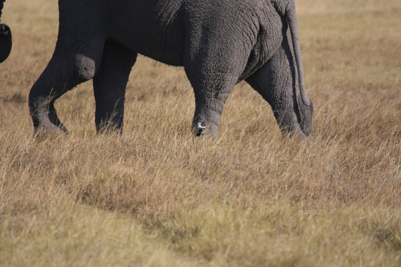 [25179] 2016_06_30_10_09_33_Africa_Canon_EOS_40D_IMG__04496.jpg