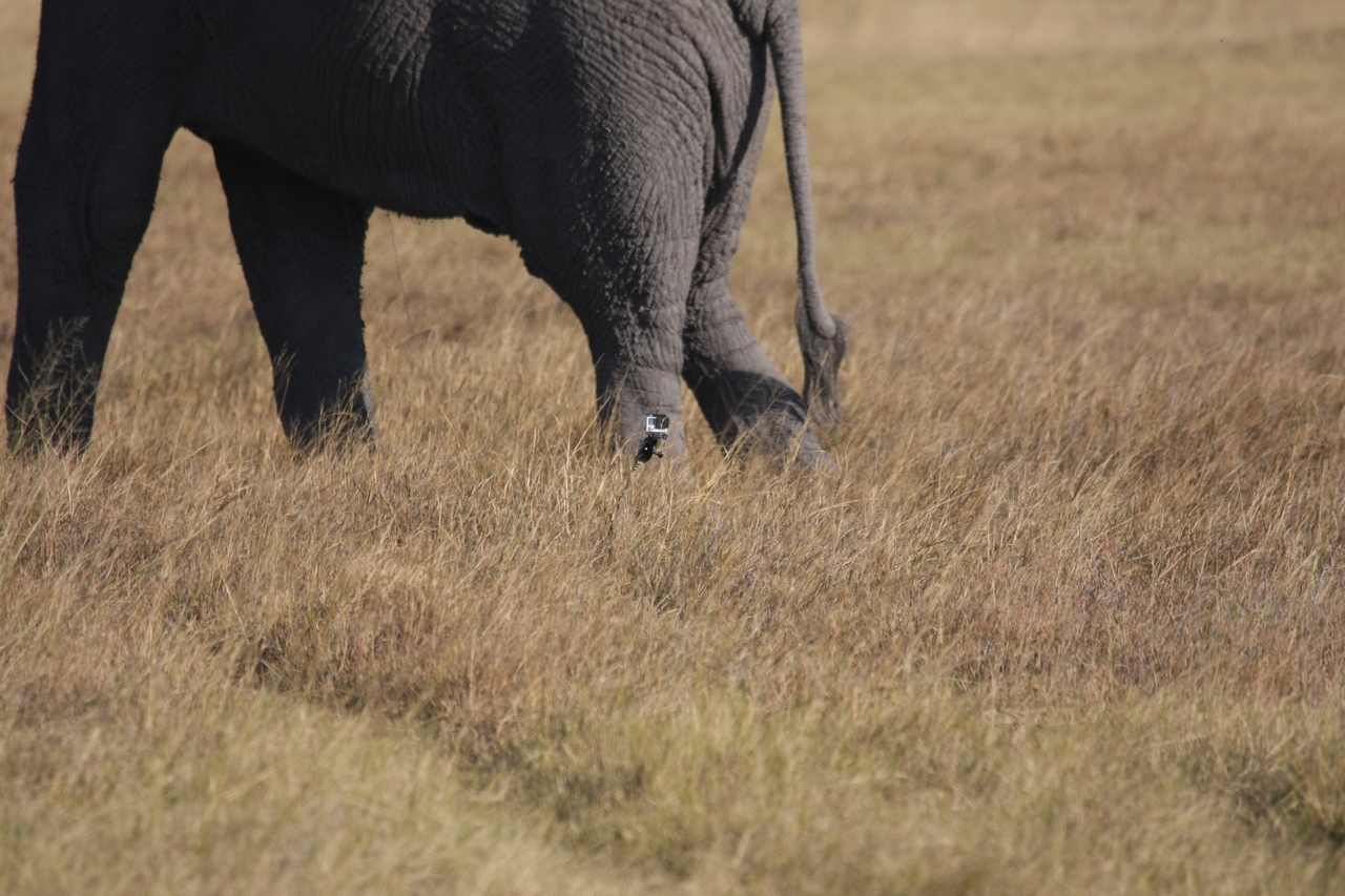 [25188] 2016_06_30_10_09_34_Africa_Canon_EOS_40D_IMG__11945.jpg