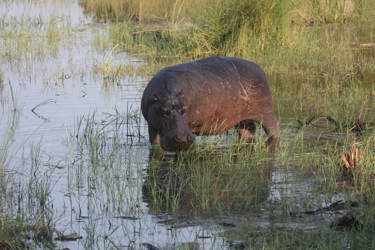 [27533] 2016_07_02_02_44_50_Africa_Canon_EOS_40D_IMG__11992.jpg