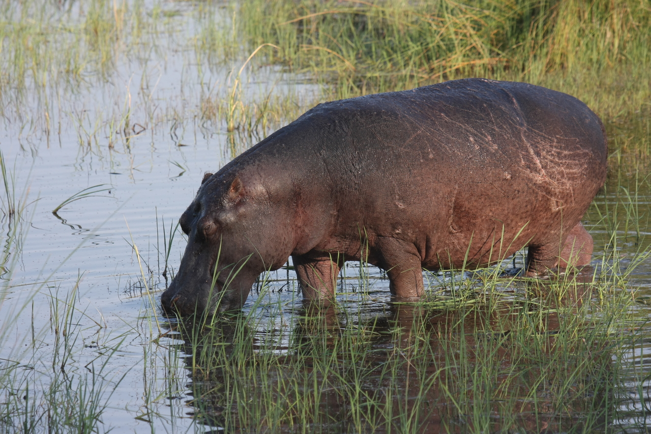 [27536] 2016_07_02_02_44_54_Africa_Canon_EOS_40D_IMG__00222.jpg