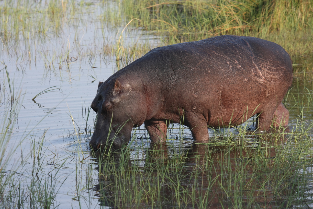[27543] 2016_07_02_02_44_54_Africa_Canon_EOS_40D_IMG__12223.jpg