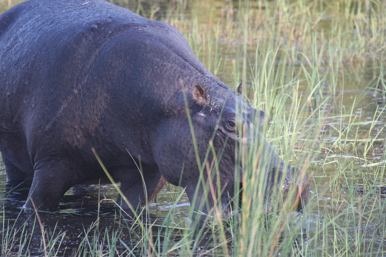 [27549] 2016_07_02_02_45_21_Africa_Canon_EOS_40D_IMG__00277.jpg