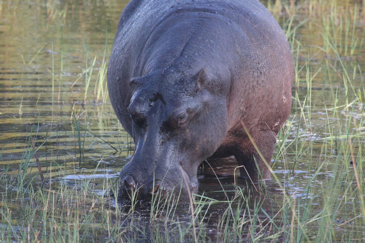 [27561] 2016_07_02_02_45_25_Africa_Canon_EOS_40D_IMG__04568.jpg