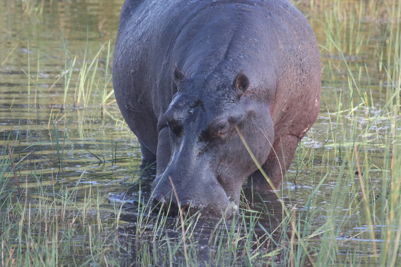 [27562] 2016_07_02_02_45_25_Africa_Canon_EOS_40D_IMG__11993.jpg