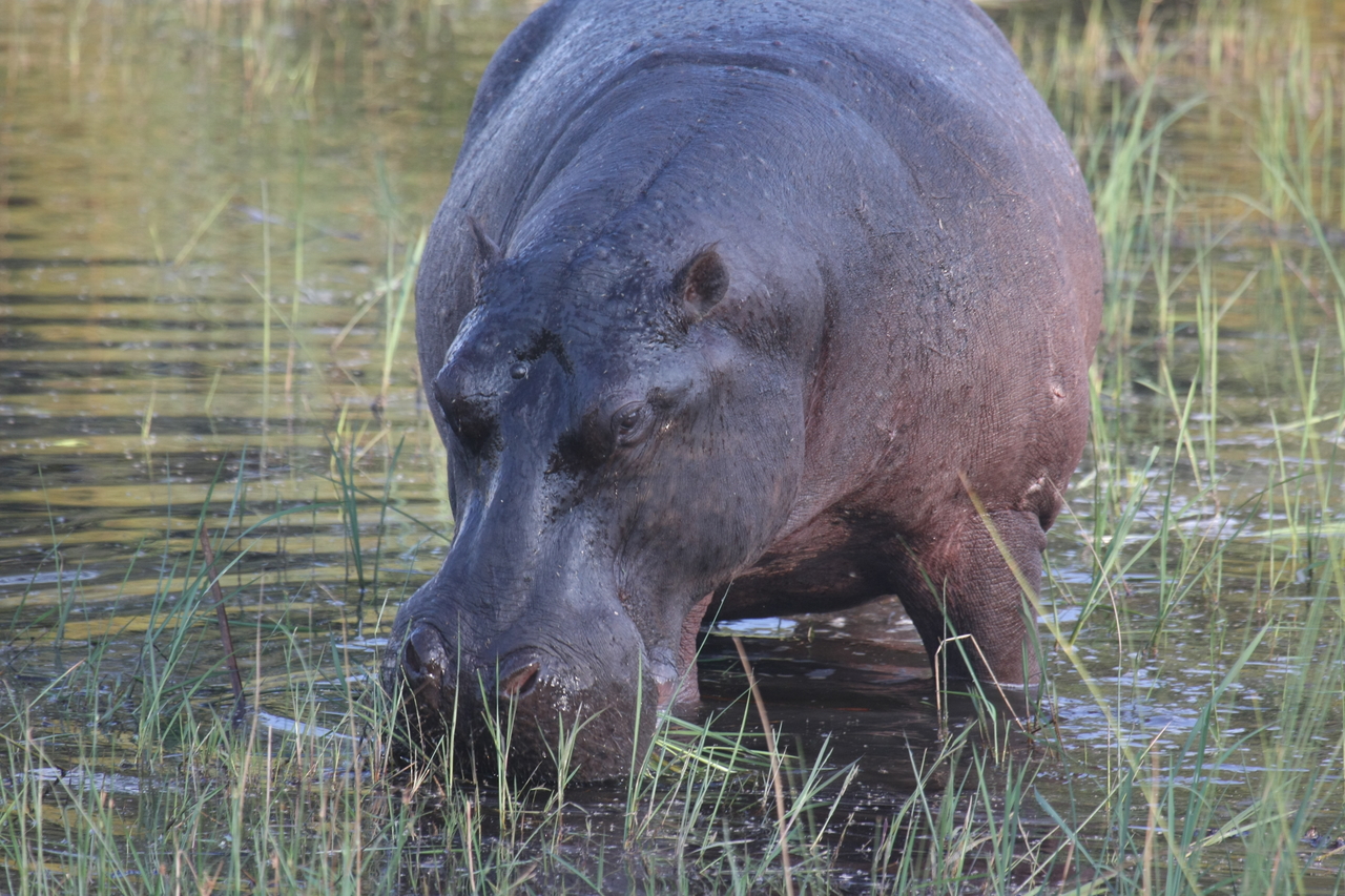 [27567] 2016_07_02_02_45_26_Africa_Canon_EOS_40D_IMG__04579.jpg