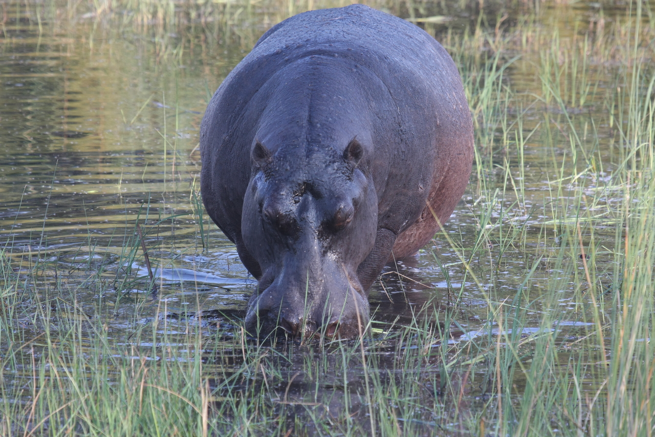 [27575] 2016_07_02_02_45_30_Africa_Canon_EOS_40D_IMG__04612.jpg