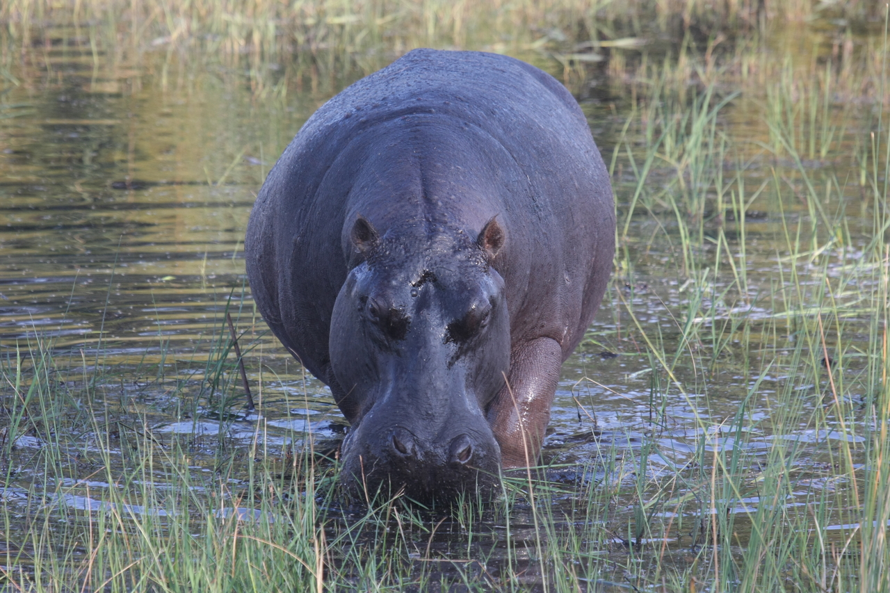 [27584] 2016_07_02_02_45_34_Africa_Canon_EOS_40D_IMG__00114.jpg