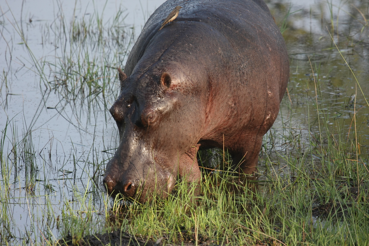 [27605] 2016_07_02_02_46_55_Africa_Canon_EOS_40D_IMG__04723.jpg