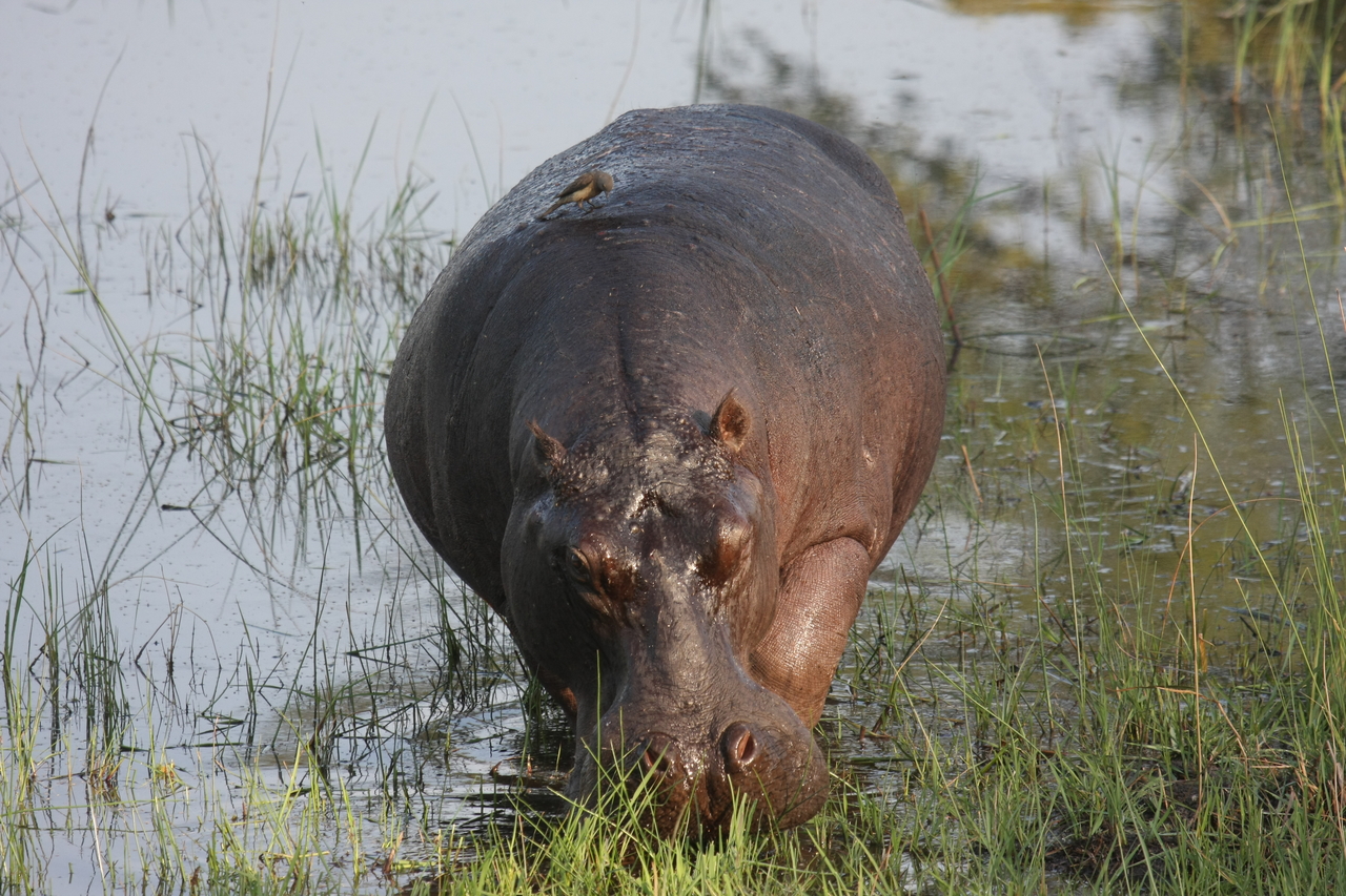 [27613] 2016_07_02_02_46_58_Africa_Canon_EOS_40D_IMG__04753.jpg
