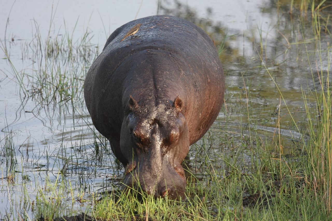 [27623] 2016_07_02_02_47_01_Africa_Canon_EOS_40D_IMG__00215.jpg