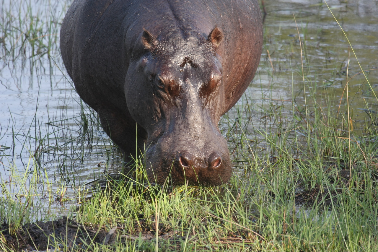 [27632] 2016_07_02_02_47_06_Africa_Canon_EOS_40D_IMG__00218.jpg