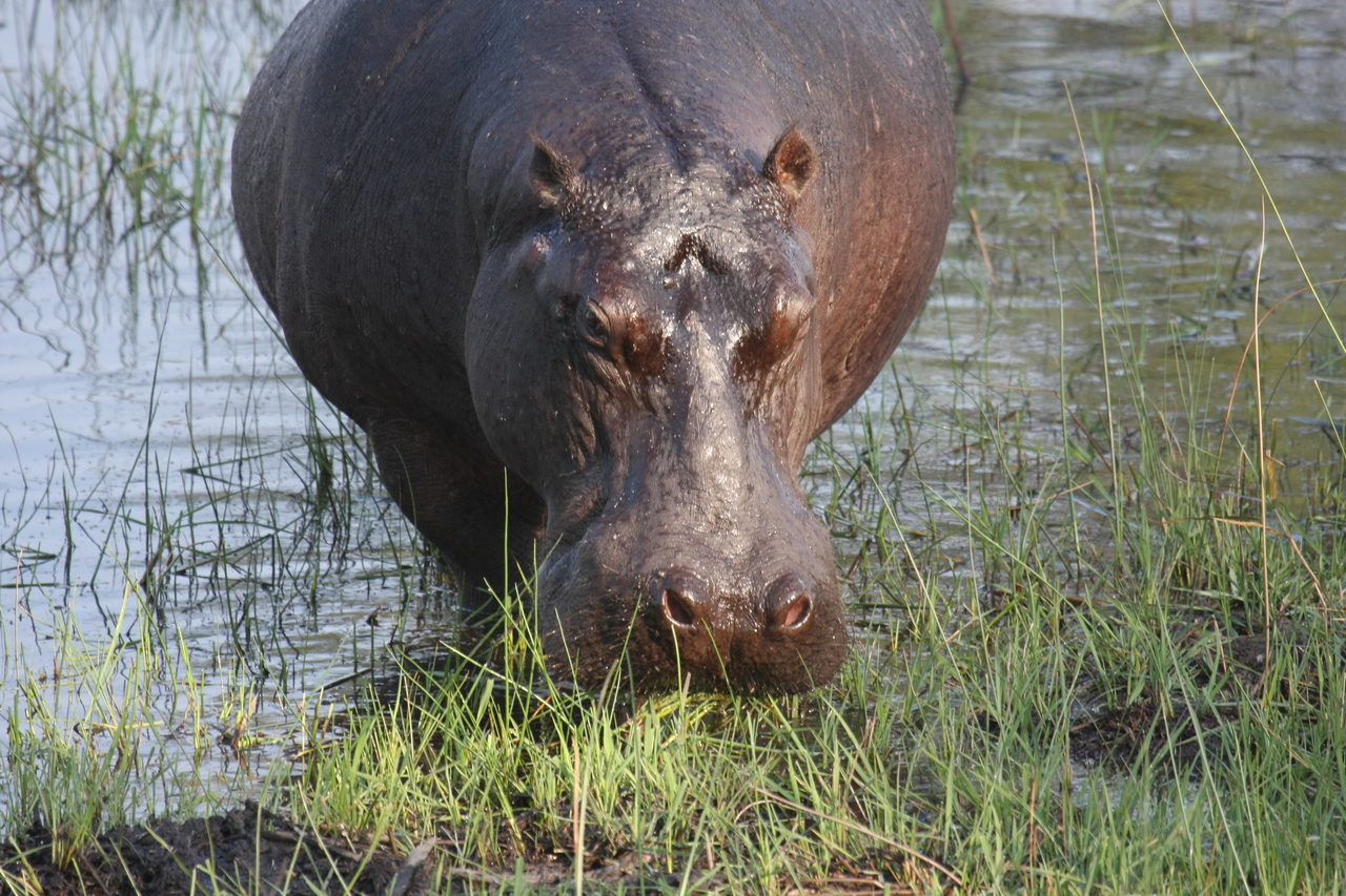 [27634] 2016_07_02_02_47_06_Africa_Canon_EOS_40D_IMG__04760.jpg