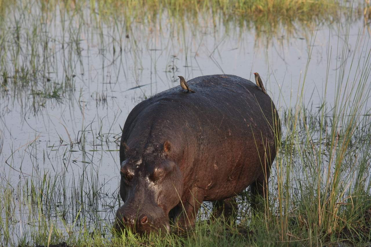 [27647] 2016_07_02_02_47_44_Africa_Canon_EOS_40D_IMG__12211.jpg