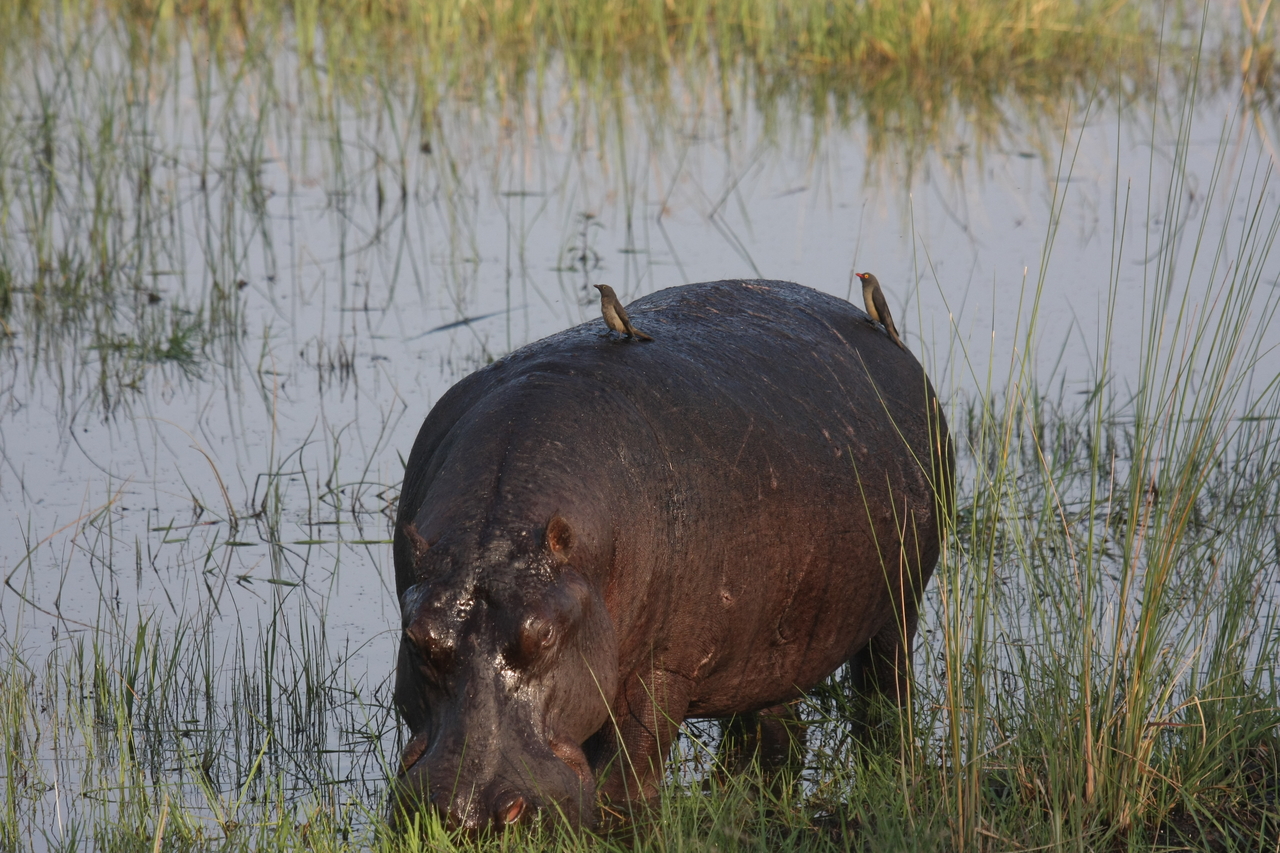 [27648] 2016_07_02_02_47_44_Africa_Canon_EOS_40D_IMG__12213.jpg