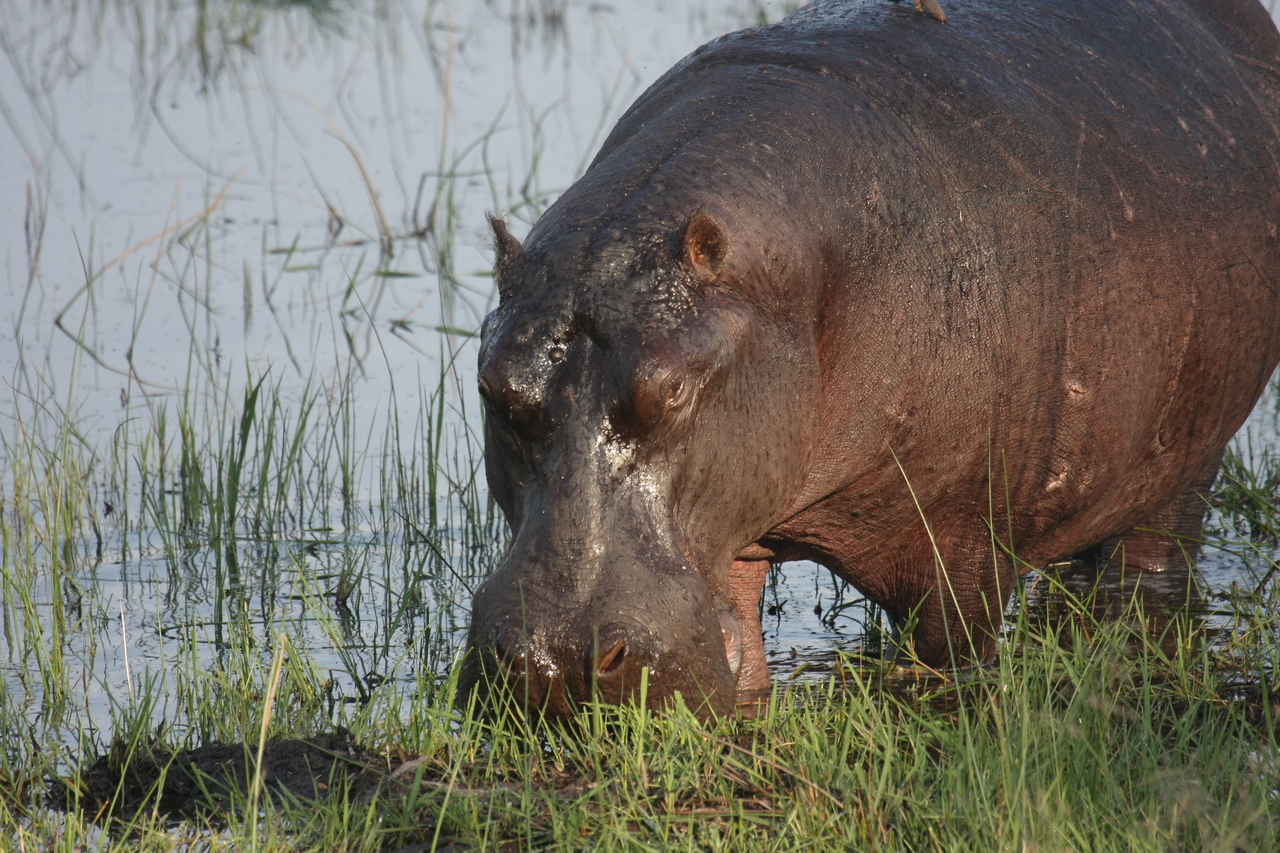 [27656] 2016_07_02_02_47_49_Africa_Canon_EOS_40D_IMG__04769.jpg