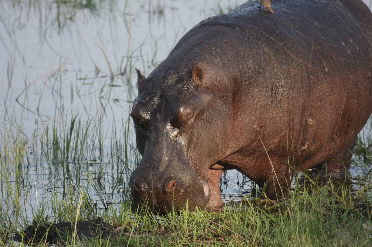 [27660] 2016_07_02_02_47_49_Africa_Canon_EOS_40D_IMG__12217.jpg